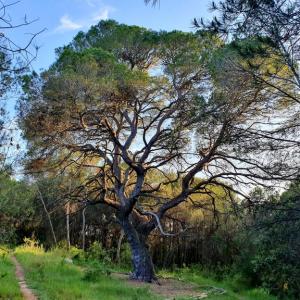 Rutes pel Patrimoni - Ruta pel Parc Natural d'Olèrdola