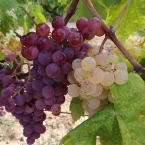 Verema i tast de Raïm a les Vinyes de Cuscó Berga