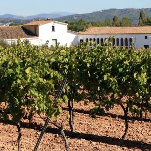Ca n'Estella Winery vineyards