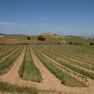 vinyes ecològiques