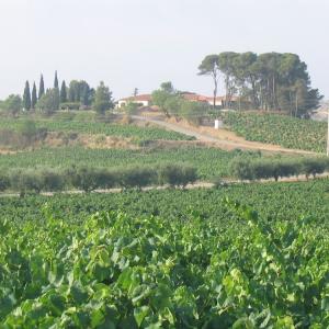 Olivella Galimany Wines and Cavas