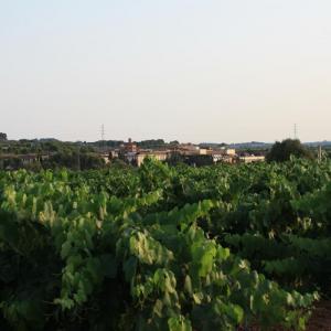 Sant Sadurní vineyards